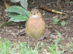 Furnarius rufus