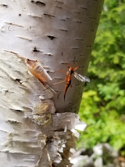 Tanyptera
