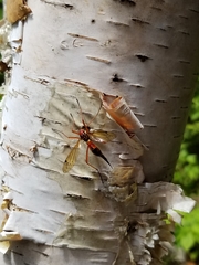 Tanyptera