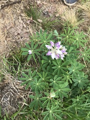 Lupinus perennis