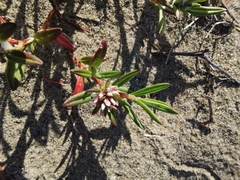Polygonum paronychia