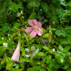 Phlox adsurgens