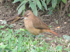 Furnarius rufus