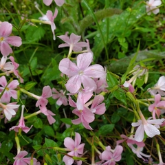 Phlox adsurgens