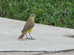 Machetornis rixosa