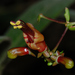 Aeschynanthus acuminatus - Photo (c) Jing-Yi Lu, algunos derechos reservados (CC BY-NC), subido por Jing-Yi Lu
