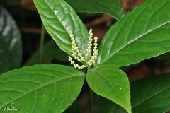 Chloranthus