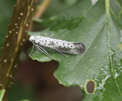 Yponomeuta irrorellus