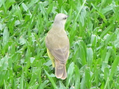 Machetornis rixosa