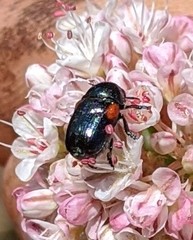 Saxinis saucia