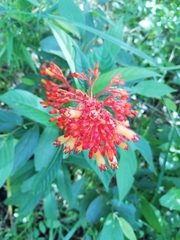 Palicourea triphylla