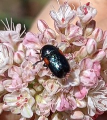 Saxinis saucia