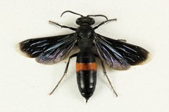 Stizoides renicinctus