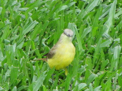 Machetornis rixosa