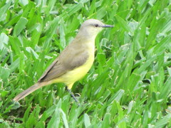 Machetornis rixosa
