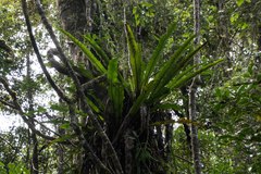 Asplenium mauritianum