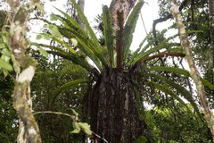Asplenium mauritianum