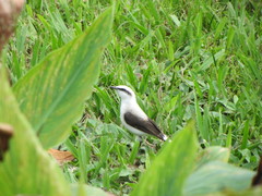 Fluvicola nengeta