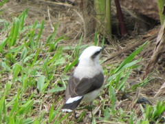 Fluvicola nengeta