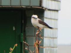 Fluvicola nengeta