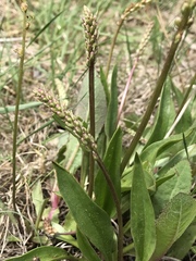 Plantago eriopoda