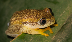 Heterixalus betsileo