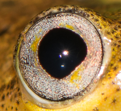 Heterixalus betsileo