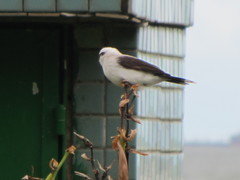Fluvicola nengeta