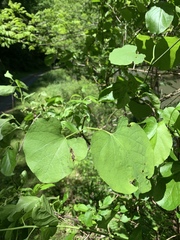 Aristolochia macrophylla