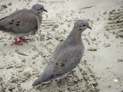 Zenaida auriculata