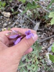 Penstemon platyphyllus
