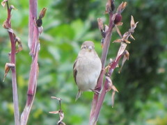 Passer domesticus