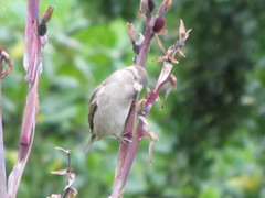 Passer domesticus
