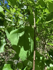 Aristolochia macrophylla