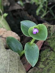 Tripogandra ionantha