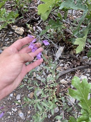 Penstemon platyphyllus