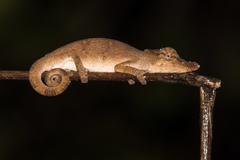 Calumma nasutum