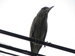 Nycticorax nycticorax