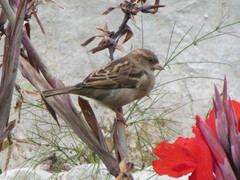 Passer domesticus