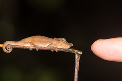 Calumma nasutum