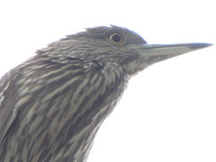 Nycticorax nycticorax