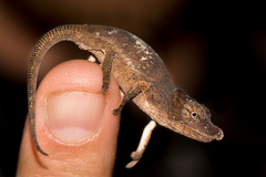 Calumma nasutum