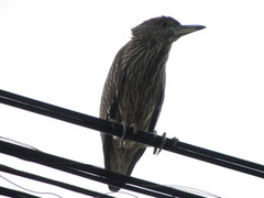 Nycticorax nycticorax