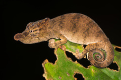 Calumma nasutum