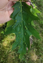 Melikaiella ostensackeni