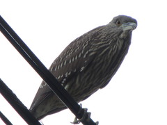 Nycticorax nycticorax