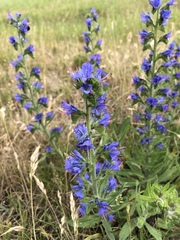 Echium vulgare