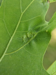 Melikaiella ostensackeni