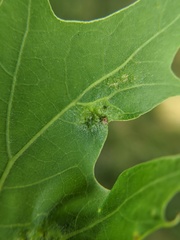 Melikaiella ostensackeni