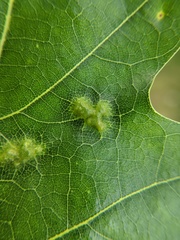 Melikaiella ostensackeni